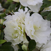 Perfecto Mundo<sup>®</sup> Double White 