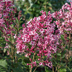 Bloomerang<sup>®</sup> Ballet 