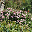 Bloomerang<sup>®</sup> Ballet 