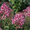 Bloomerang<sup>®</sup> Ballet 