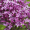 Bloomerang<sup>®</sup> Dark Purple