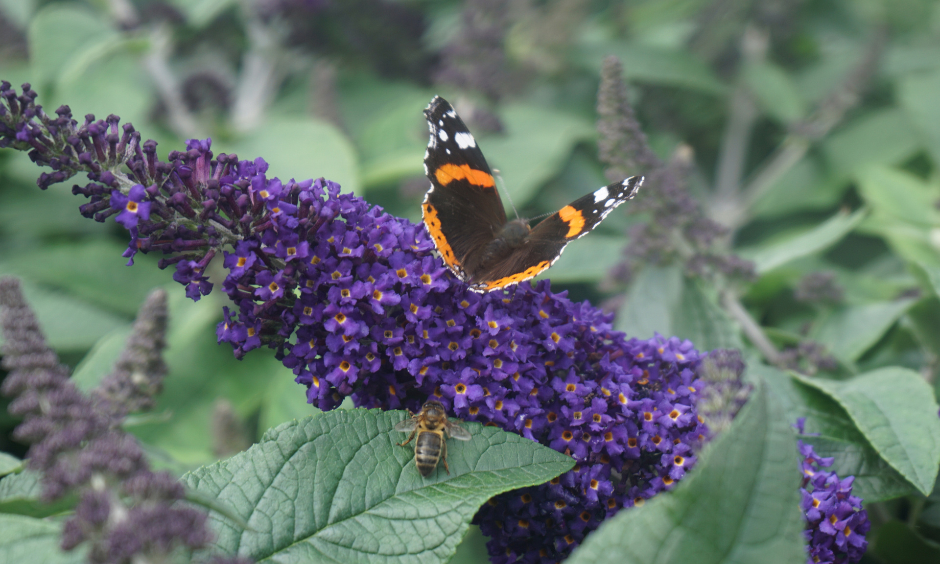 Buddleja – butterfly bush full of fragrance, colour & summer-long ...