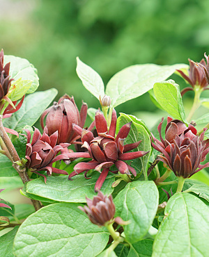 Simply Scentsational<sup>®</sup>