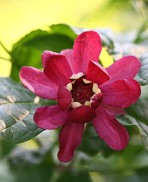 Aphrodite XL