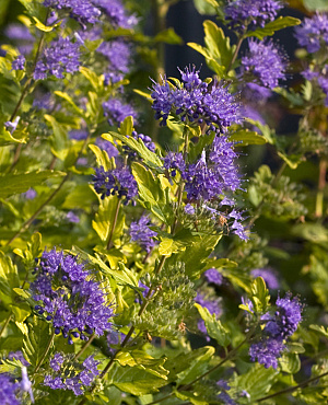 Sunny Blue<sup>®</sup>