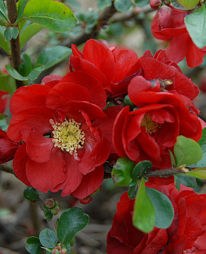Scarlet Storm