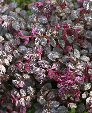 JazzHands<sup>®</sup> Variegated