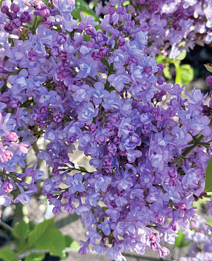 Scentara<sup>®</sup> 
Double Blue