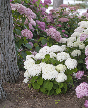 BellaRagazza<sup>®</sup> Blanchetta L