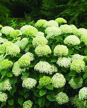 BellaRagazza<sup>®</sup> Limetta L