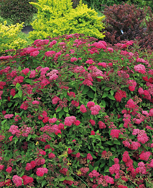 Double Play<sup>®</sup> Doozie<sup>®</sup> L