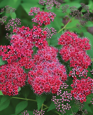 Double Play<sup>®</sup>Red L