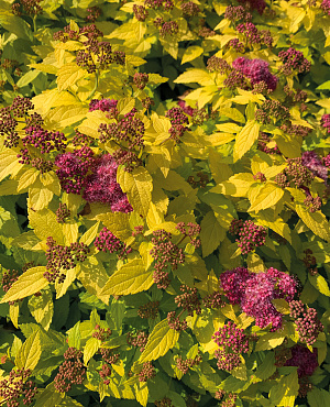 Double Play<sup>®</sup> Gold L