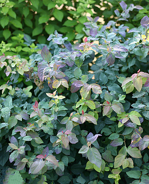 Double Play<sup>®</sup>Blue Kazoo L