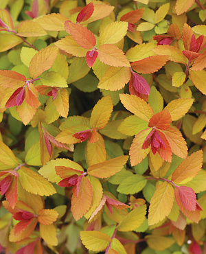 Double Play<sup>®</sup> Big Bang L