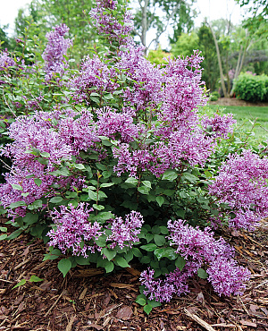 Bloomerang<sup>®</sup> Tiny Purple L