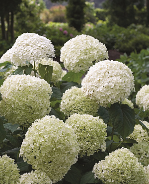 Laat je verrassen door onze uitgebreide Hydrangea (hortensia) collectie! Van bol- tot pluimhortensia’s, deze langbloeiers bieden weelderige bloemen in uiteenlopende kleuren en bloeivormen. Van laagblijvende, compacte soorten tot volle, grote struiken in onze collectie vind je altijd een soort die bij jou past. Perfect voor borders, hagen of grote potten. 