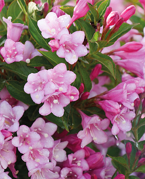 Ontdek de Proven Winners<sup>®</sup> Weigela soorten! Deze makkelijke struiken bloeien in het voorjaar volop met bloemen in verschillende kleuren. In onze collectie vin je ook diverse soorten met bijzondere bladkleuren. Zeer geschikt voor in borders en op zonnige plekken.
