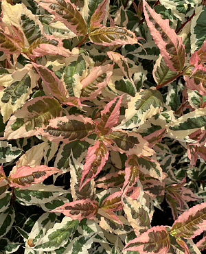 Maak kennis met de Diervilla’s van Proven Winners<sup>®</sup>! Deze sterke planten hebben prachtige bladeren in verschillende kleuren en bloeien de hele zomer tot de herfst met talrijke gele bloemtjes. Een zeer makkelijk te onderhouden plant die zelfs op schaduwrijke en droge plekken bloeit. 