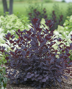 Ontdek Cotinus, beter bekend als de pruikenboom, bij Proven Winners<sup>®</sup>! Deze sierlijke struik valt op met zijn prachtige blad in diepe kleuren en luchtige bloempluimen. Sterk, onderhoudsvriendelijk en een echte blikvanger in de border of als alleenstaande plant.