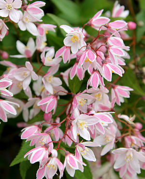Deutzia is een charmante sierstruik die de tuin in mei en juni laat stralen. Met een overvloed aan stervormige bloemen in tinten van wit tot roze behoort hij tot de meest geliefde voorjaarsheesters. Dankzij de compacte groei past Deutzia net zo goed in borders en kleine tuinen als in potten.