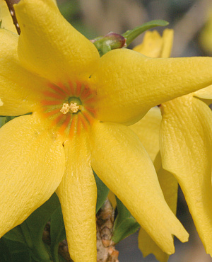 Met Forsythia van Proven Winners<sup>®</sup> haal je de lente in huis! Nog voordat het blad verschijnt, knallen de takken vol met gele bloemen eruit. Sterk, betrouwbaar en ieder jaar weer een feestje in de tuin.
