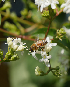 Ontdek Heptacodium bij Proven Winners<sup>®</sup>! Deze bijzondere en opvallende struik bloeit in de nazomer met witte bloemen die later veranderen in hardroze vruchtblaadjes. Een unieke plant die kleur en sfeer geeft tot ver in de herfst.