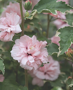 Ontdek Hibiscus van Proven Winners<sup>®</sup>! De grote, gevulde bloemen lijken net op rozen en verschijnen in loop van de zomer in overvloed. Deze rijkbloeiende struik is een echte blikvanger, sterk en goed bestand tegen hitte en droogte.