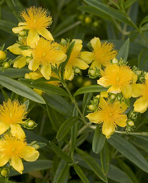 Ontdek Hypericum bij Proven Winners<sup>®</sup>! Deze sterke struik bloeit de hele zomer rijk met zonnige, gele bloemen die volop bijen en vlinders aantrekken. Compact, makkelijk te verzorgen en een echte sfeermaker in de tuin.