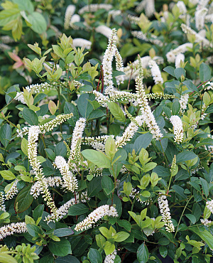 Maak kennis met de Itea bij Proven Winners<sup>®</sup>! Deze plant bloeit in de vroege zomer met sierlijke, geurende witte bloemaren en krijgt in de herfst prachtige bladkleuren. Een winterharde plant die het goed in de schaduw. 