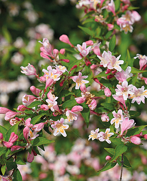 Ontdek Kolkwitzia bij Proven Winners<sup>®</sup>! Deze sierlijke heester bloeit rijk in het voorjaar met een wolk van zachtroze bloemen en zorgt daarna met zijn frisse blad voor een natuurlijke, volle uitstraling. Sterk, makkelijk en altijd sfeervol in de tuin.