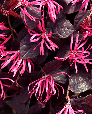 Ontdek de Loropetalum collectie van Proven Winners<sup>®</sup>! Deze groenblijvende struiken hebben opvallende bladeren in een groene of paarse kleur en leuke franje bloemen. Een echte sfeermaker die rijk bloeit en geschikt is voor zowel in tuin als in een pot.  