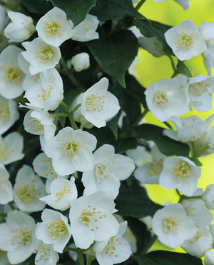 Ontdek Philadelphus (boerenjasmijn) bij Proven Winners<sup>®</sup>! Deze elegante struiken bloeien rijk in het voorjaar met heerlijk geurende witte bloemen tussen frisgroen blad. Winterhard, makkelijk in onderhoud en goed bestand tegen droogte.