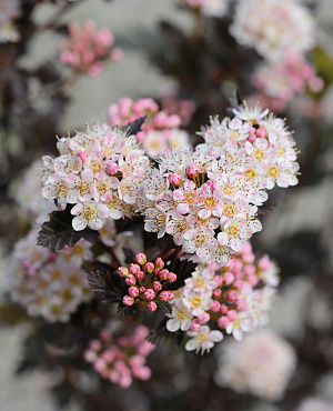 Ontdek Physocarpus bij Proven Winners<sup>®</sup>! Deze planten hebben mooi ingesneden bladeren met opvallende kleuren. Een robuuste struik die in het late voorjaar rijk bloeit met wit-roze bloemen en nauwelijks onderhoud vraagt.