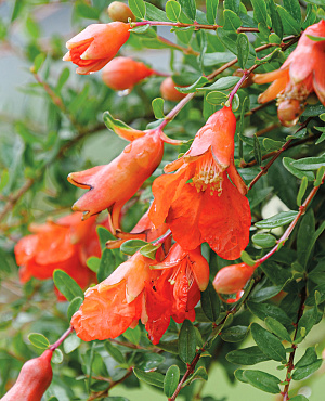 Breng mediterrane charme in je tuin met Punica, ofwel granaatappel! In de zomer bloeit hij met vurige oranje bloemen en vormt later decoratieve vruchten. Groenblijvend in warme klimaten en goed hittebestendig.