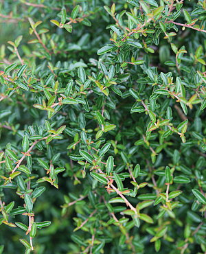 Ontdek Pyracomeles van Proven Winners<sup>®</sup>! Deze groenblijvende struik heeft glanzend blad en een compacte, ronde groeiwijze. Sterk, hitte- en droogtetolerant en daarmee een ideaal buxus-alternatief voor lage hagen, borders of creatieve snoei.