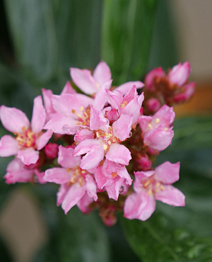 Lernen Sie unsere Rhaphiolepis-Kollektion kennen! Diese immergrünen Sträucher blühen im Frühjahr üppig mit rosa Blüten und sind sehr widerstandsfähig gegen trockene, warme und sonnige Bedingungen.