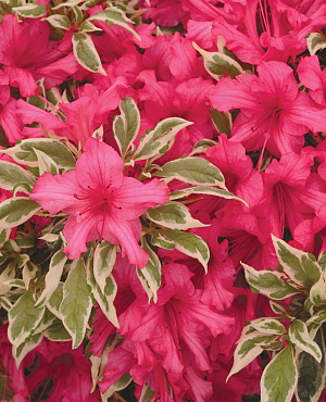 Rhododendron is een echte klassieker in de tuin. In het voorjaar barst hij los met clusters van bloemen in verschillende kleuren. Na de bloei zorgt het stevige, donkergroene blad voor structuur. Omdat deze struik zich thuis voelt in halfschaduw en zure grond, zie je hem vaak terug in borders, onder bomen of langs paden. Doordat Rhododendron groenblijvend is, heb je en plant die het hele jaar door wat te bieden heeft.