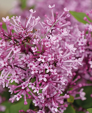 Ontdek de Syringa collectie van Proven Winners<sup>®</sup>! Deze sierlijke seringen vullen de tuin in het voorjaar met prachtige bloemen die heerlijk geuren. Onze Bloomerang<sup>®</sup> soorten zijn sterke herbloeiers waardoor je vanaf halverwege de zomer tot de herfst opnieuw van de bloemen kan genieten. 