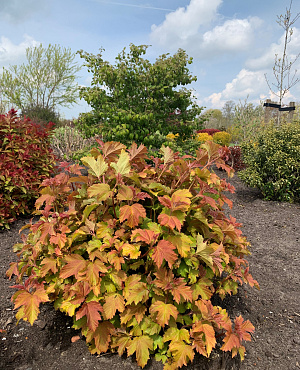 Ontdek onze Viburnum collectie! Van geurende bloemen in het voorjaar tot kleurrijk blad en bessen in de herfst, Viburnum heeft elk seizoen iets te bieden. Sterk, veelzijdig en geschikt voor elke tuin.