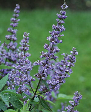 Maak kennis met Vitex bij Proven Winners<sup>®</sup>! Deze aromatische struik bloeit in de zomer met lange bloemaren en heeft sterachtig blad. Trekt bijen en vlinders, houdt van een zonnige plek en is goed droogtebestendig.