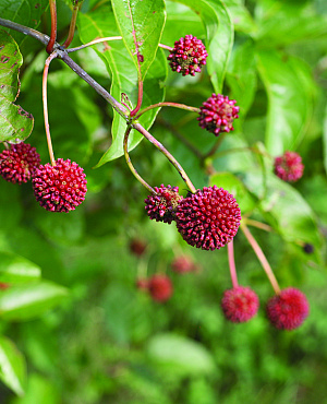 Ontdek de indrukwekkende Cephalanthus bij Proven Winners<sup>®</sup>! Deze robuuste struik bloeit met opvallende, bolvormige witte bloemen die een magneet zijn voor vlinders en bijen. Een sterke keuze die ook in vochtige grond uitstekend presteert.