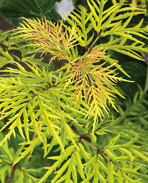 Ontdek Sambucus (vlier) bij Proven Winners<sup>®</sup>! Deze veelzijdige heester heeft prachtige fijn ingesneden bladeren, lichtgele bloemen en rode sierbessen. Makkelijk in onderhoud en veelzijdig inzetbaar.
