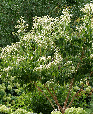 Temple of Bloom<sup>®</sup>