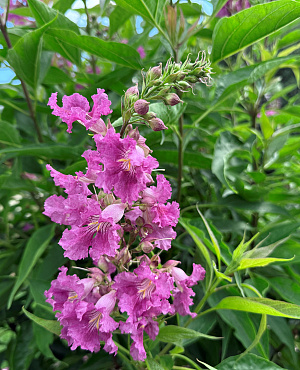 Chitalpa van Proven Winners<sup>®</sup> combineert sterke groei met een rijke bloei van geurige, orchidee-achtige bloemen. Het donkergroene blad blijft prachtig, zelfs bij hitte en droogte, waardoor dit een betrouwbare blikvanger is voor elke zonnige tuin.