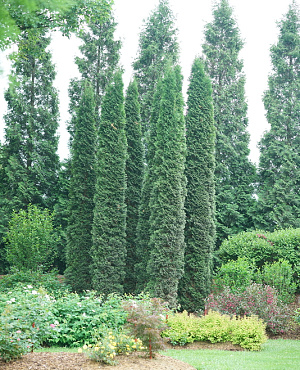 Ontdek Thuja bij Proven Winners<sup>®</sup> Sterk, wintergroen en razendsnel in groei. Dankzij de smalle, zuilvormige vorm past hij zelfs in kleine tuinen en geeft hij het hele jaar door een frisgroen accent. Onderhoudsvriendelijk en ideaal voor hagen of als alleenstaande plant.