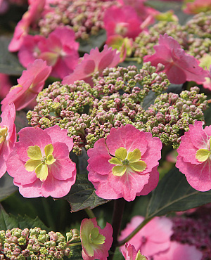 Flair & Flavours<sup>®</sup> Cotton Candy