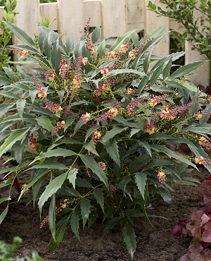 5462 mahonia junglewhisper bbm9 2 proven winners 