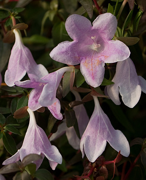 Ontdek Abelia van Proven Winners<sup>®</sup> – sterke, onderhoudsarme struiken met lange bloei en sierlijk blad, waaronder Pinky Bells<sup>®</sup>, Sweet Emotion<sup>®</sup> en Swirly Bells<sup>®</sup>.