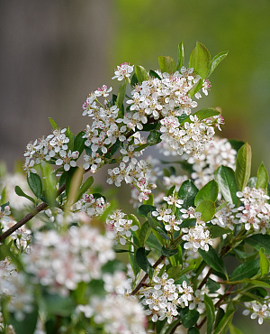 Aronia, in Nederland beter bekend als appelbes, is een struik die ieder seizoen iets bijzonders laat zien. De plant is een perfecte lentebloeier. In het voorjaar verschijnen er luchtige trossen talrijk witte bloemetjes die op appelbloesem lijken en de tuin licht en vrolijk maken. In de zomer volgen glanzende, donkerpaarse bessen die vogels aantrekken én ook nog eens eetbaar en gezond zijn. En zodra de herfst begint, kleurt het blad spectaculair rood. Zo heeft Aronia het hele jaar door iets te bieden. Dankzij zijn winterhardheid en eenvoudige verzorging passen Aronia-soorten in iedere tuin – zolang ze maar een zonnige plek krijgen.